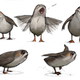 Illustration for article titled iThe Last Jedis/i Porgs Are Just Puffins, Which The Film Crew Couldnt Get Rid Of